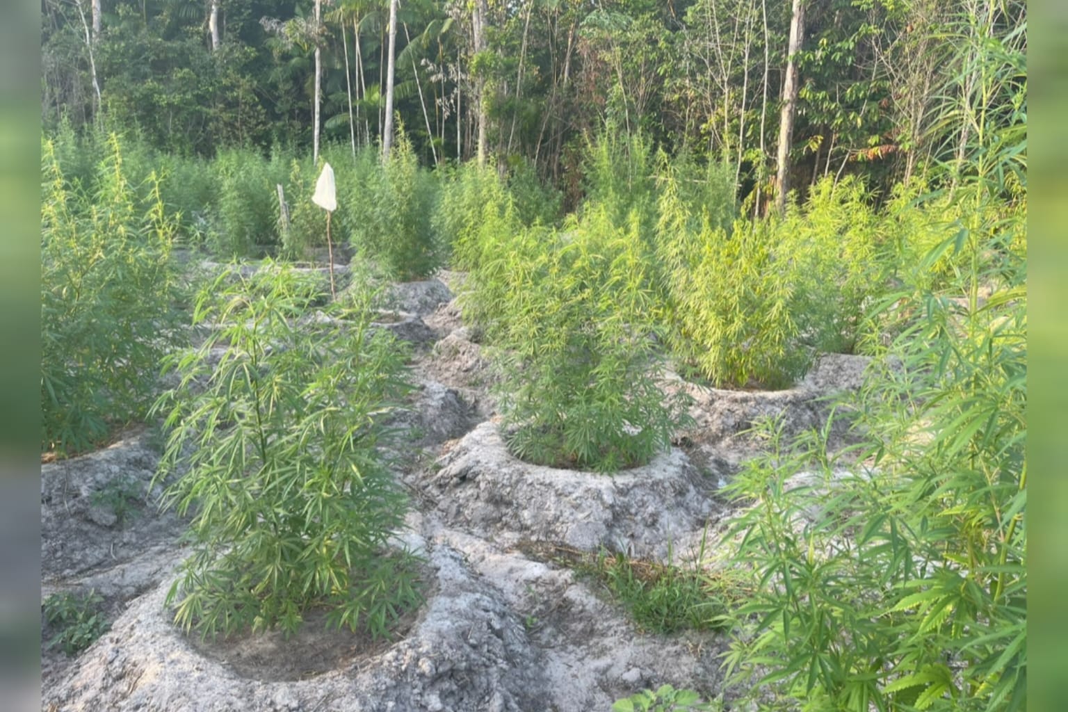 PC destrói cinco mil pés de maconha no Pará