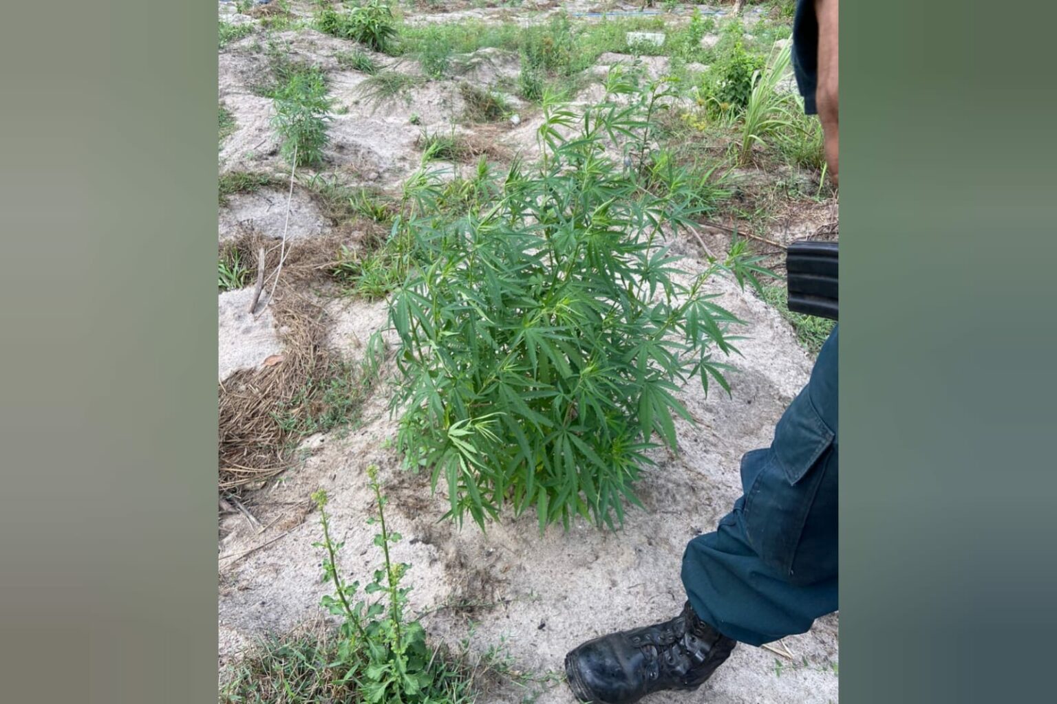 PM apreende 12 mil pés de maconha no nordeste do Pará