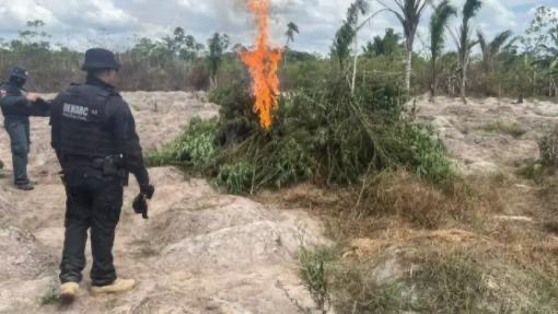 PC destrói 80 mil pés de maconha na zona rural de Viseu no Pará