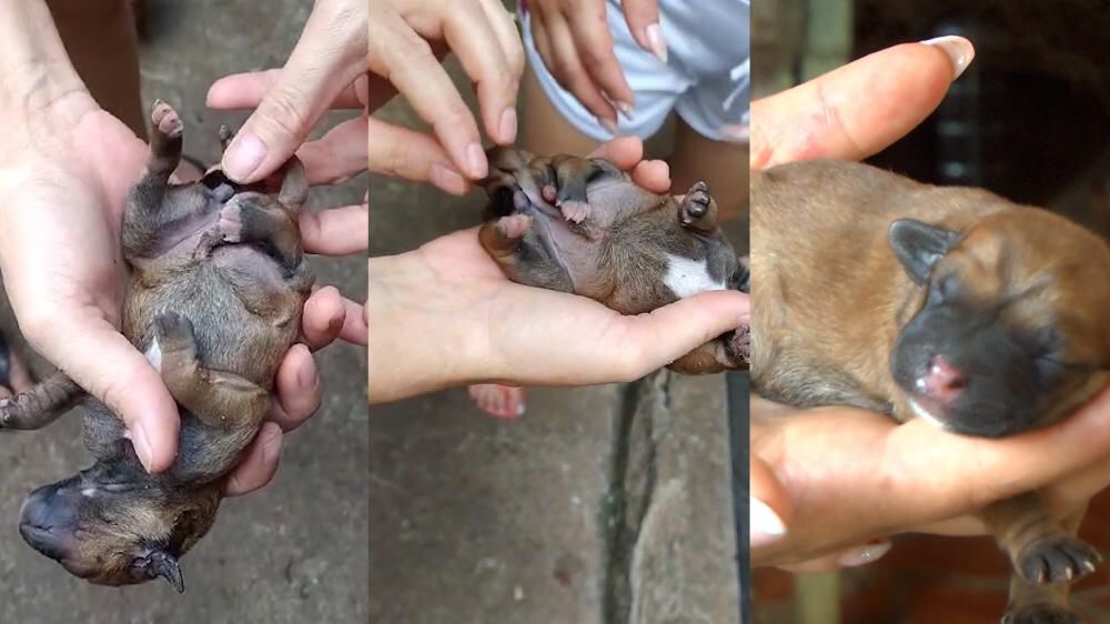 CASO RARO: Cachorro nasce com seis patas e dois sexos em Altamira