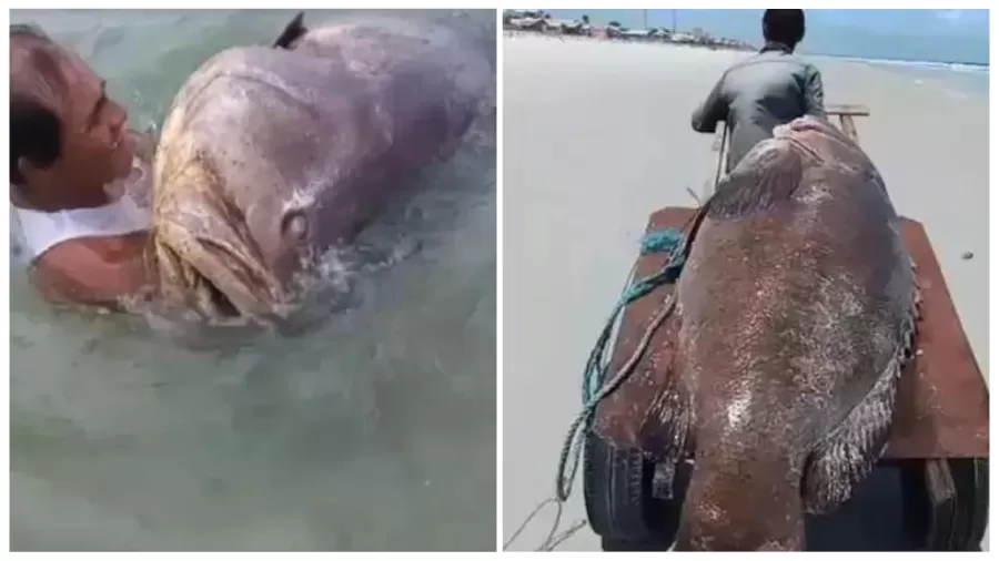Mero gigante com 300 kg é encontrado no Pará