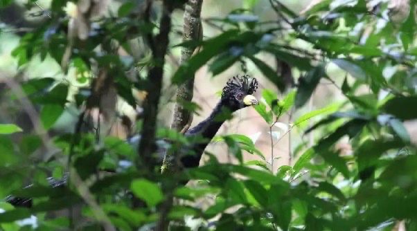 Pesquisadores acham no Pará ave rara, desaparecida há 40 anos