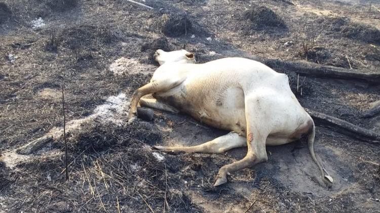 Animais morrem queimados em incêndio no Pará