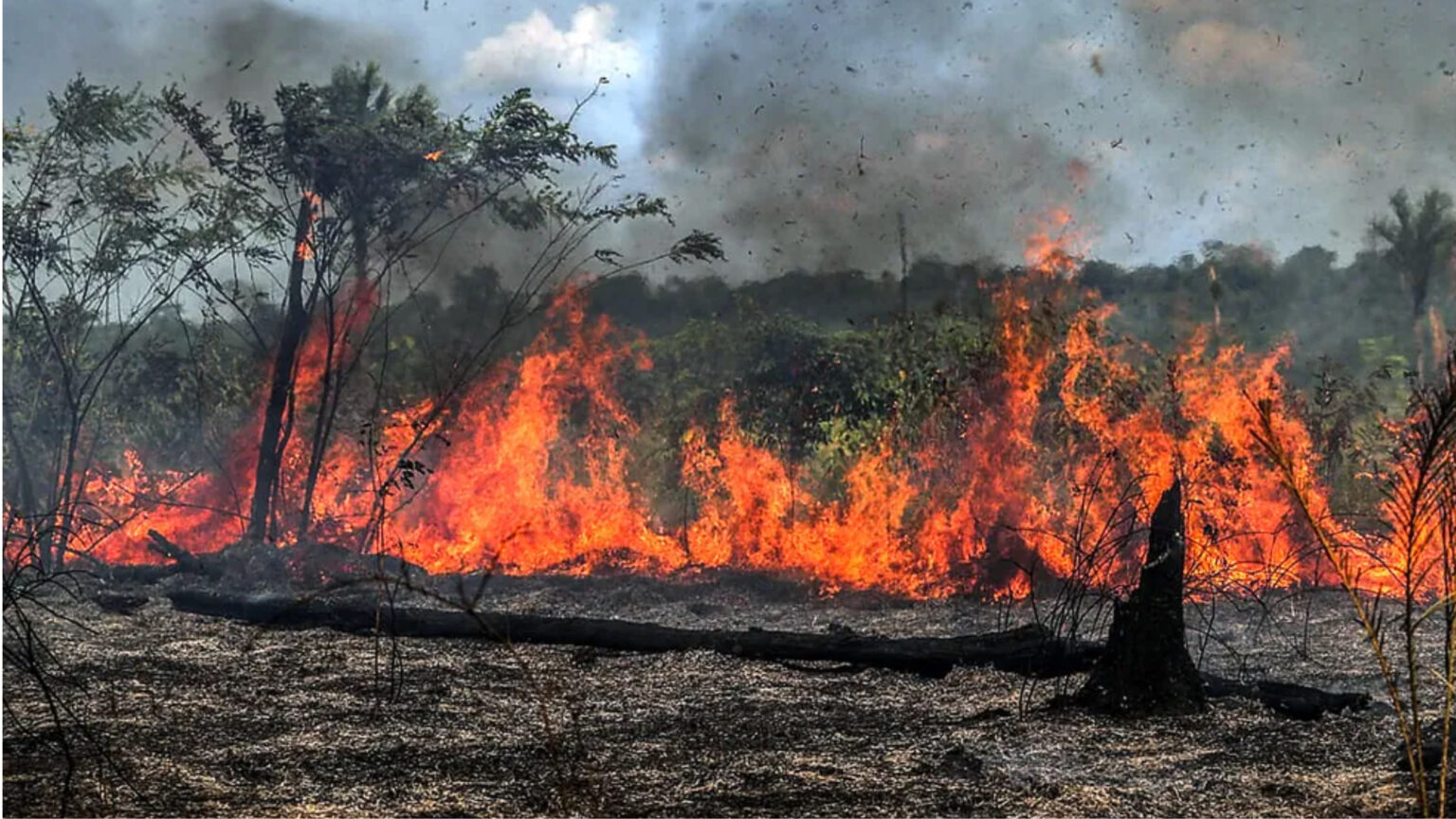 PC prende suspeitos de crime ambiental em fazenda de Marabá