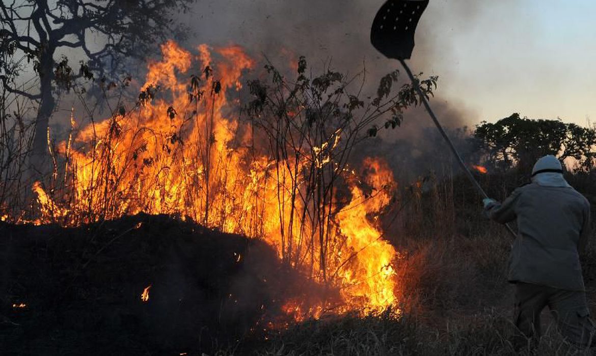 Animais morrem queimados em incêndios florestais no Pará