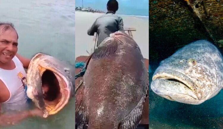 Vídeo: peixe gigante de 300kg ameaçado de extinção é encontrado em praia no Pará