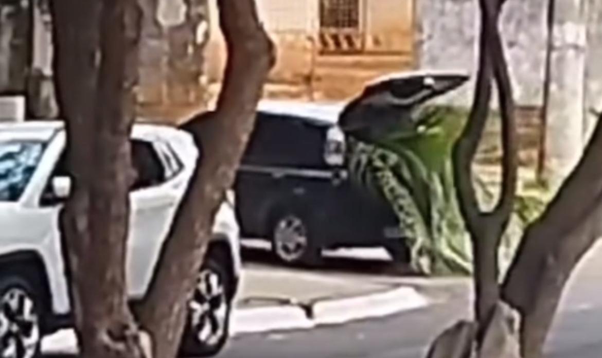 Vídeo: casal corta coqueiro e leva árvore no porta-malas de veículo no Pará
