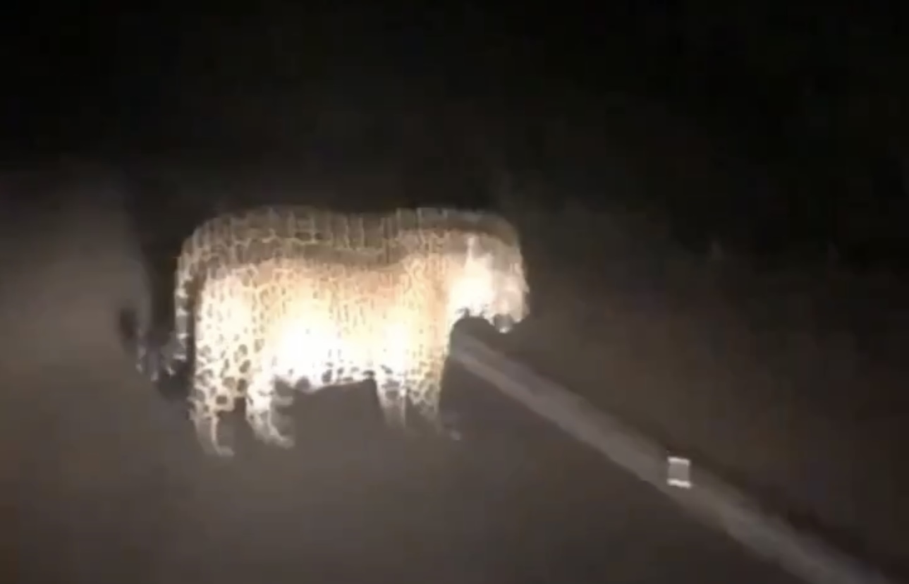 Video: onças pintadas são flagradas andando durante a noite na PA-150