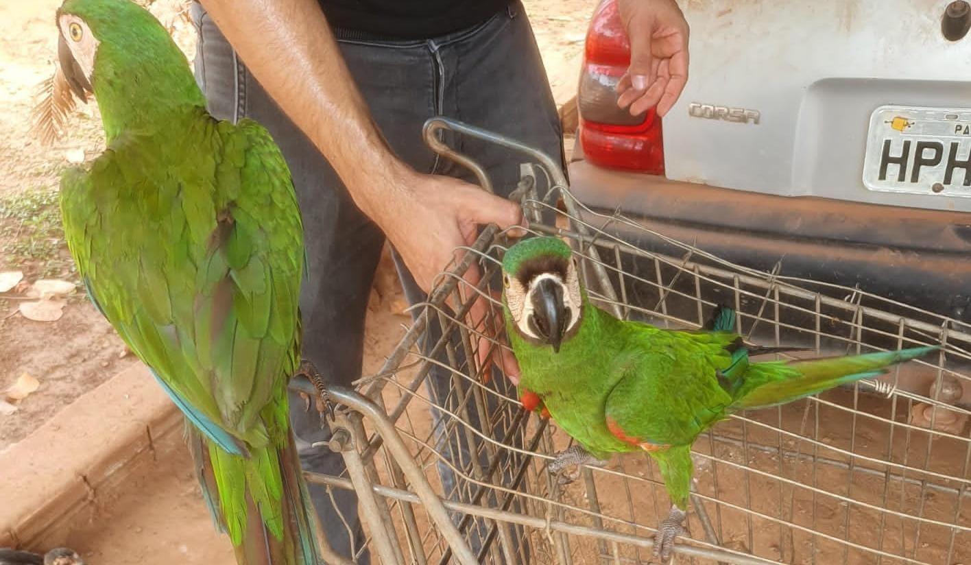 Araras são amarradas em carrinho de supermercado em Parauapebas