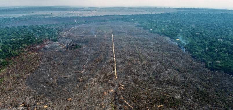 Desmatamento na Amazônia cai 22% em 1 ano, diz INPE