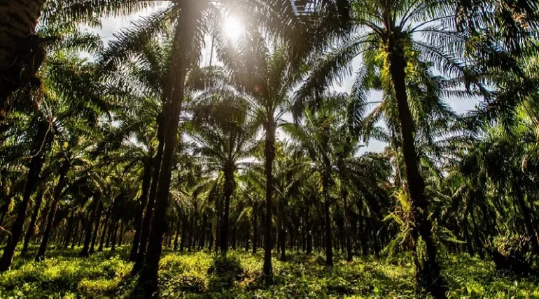 PF investiga morte de indígena em área de produção de óleo de palma no Pará