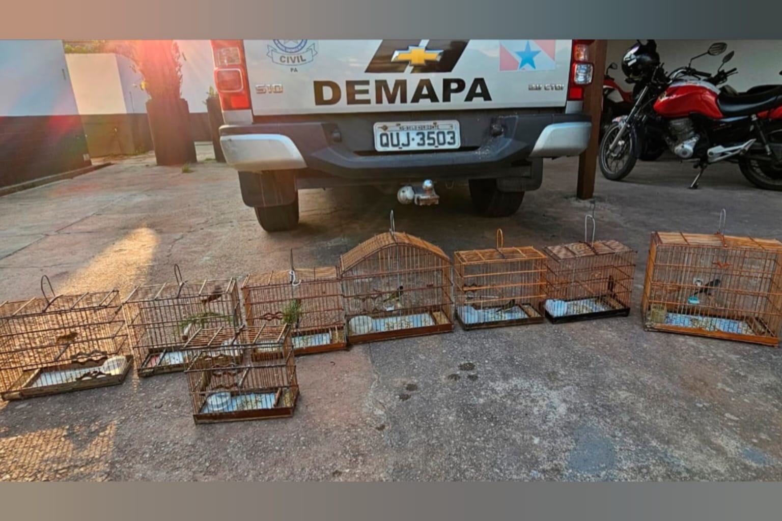 PC apreende nove animais silvestres no Pará