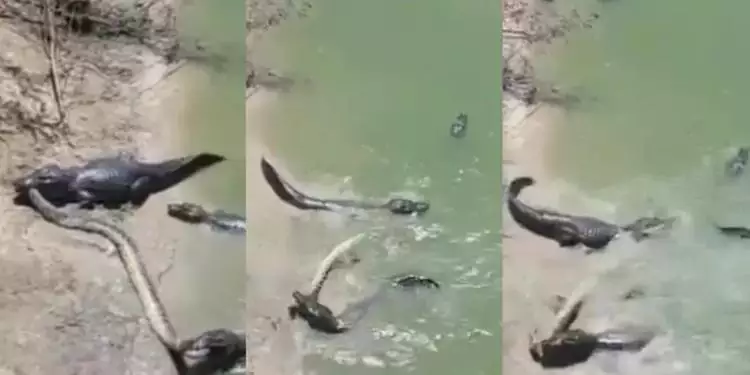 Sucuri gigante é morta e disputada por dois jacarés no MS