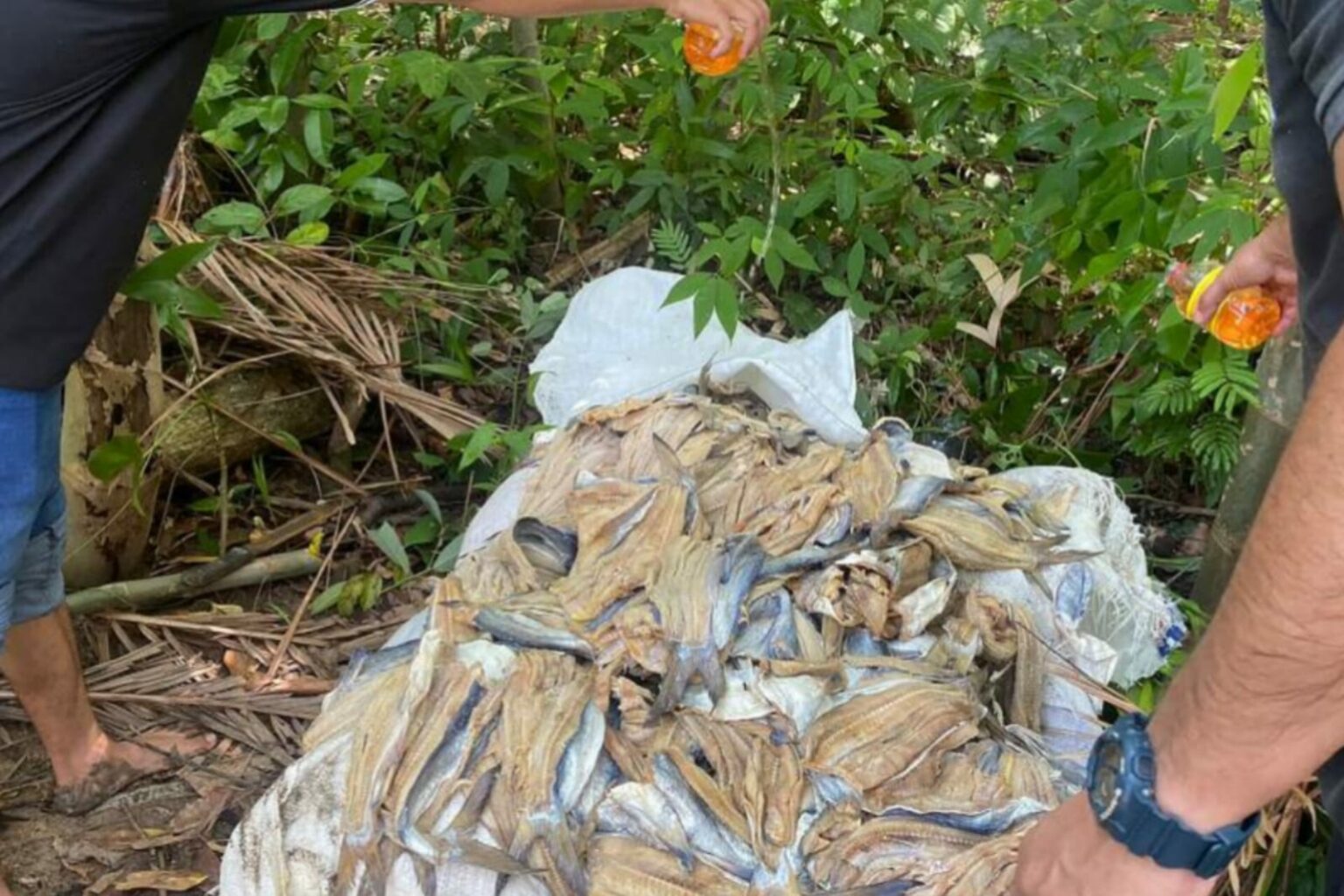 Mais de 1 tonelada de peixes salgados são apreendidos no Marajó