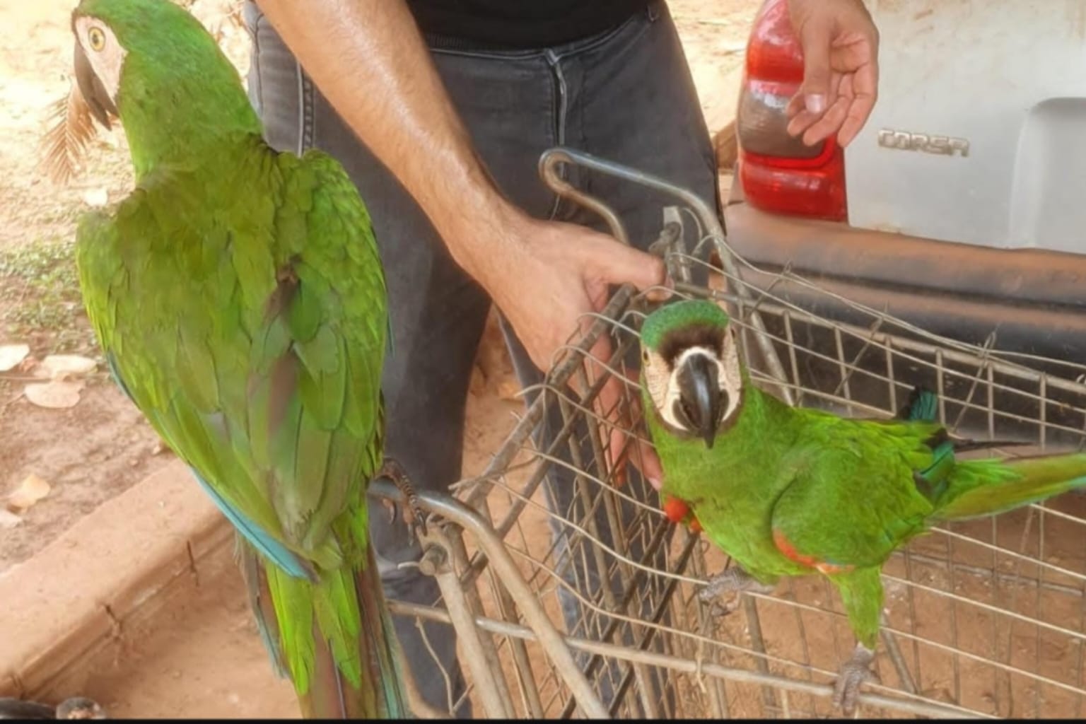 PC resgata três araras e apreende arma de fogo em Parauapebas