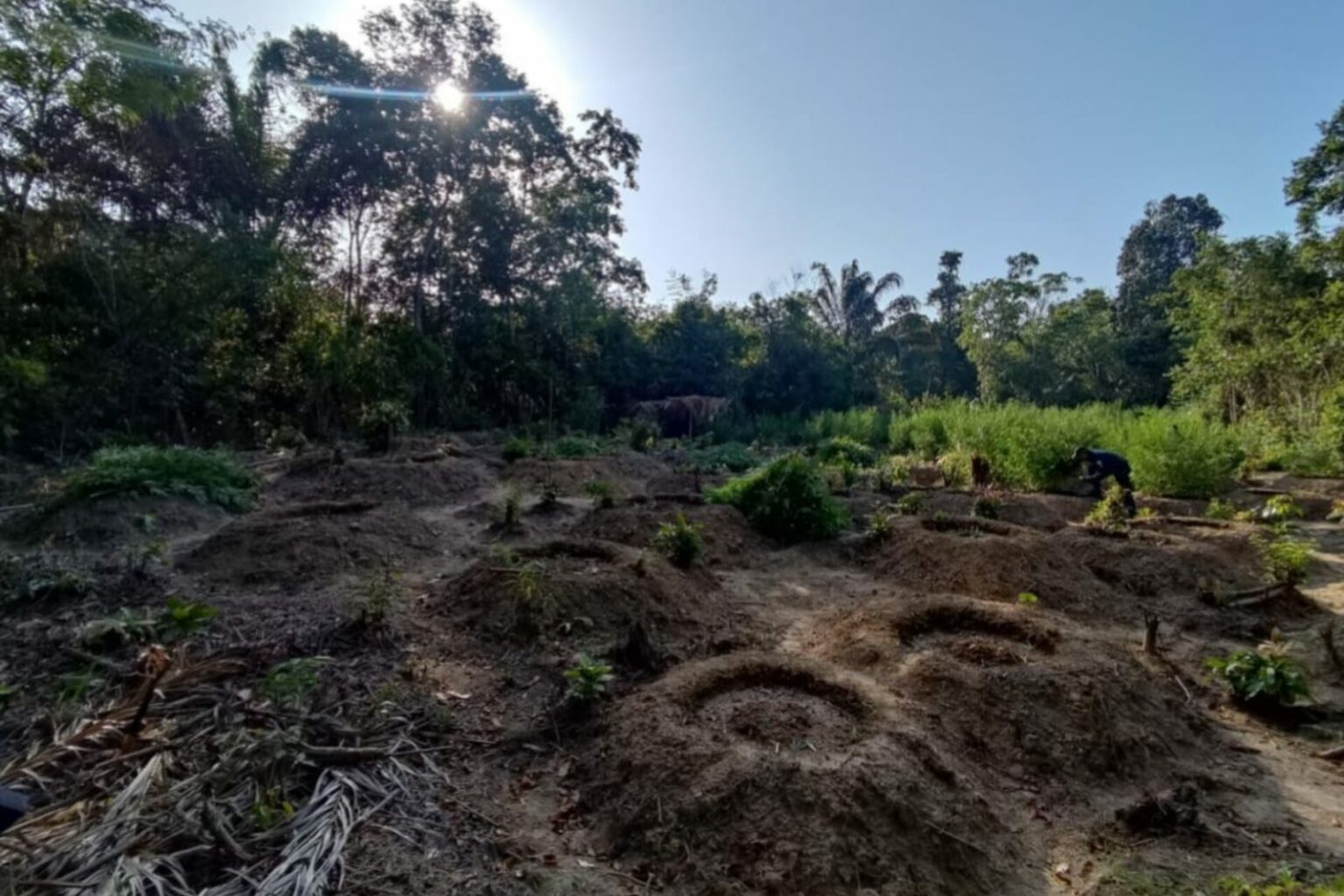 PM destrói plantação de maconha no nordeste do Pará