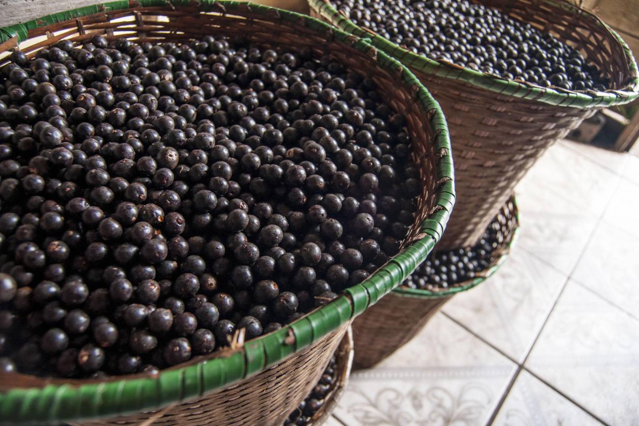 Açaí entra no ranking das melhores frutas do mundo; veja a colocação