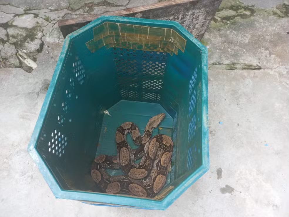 Vídeo: polícia resgata jiboia dentro de cozinha de casa no Pará
