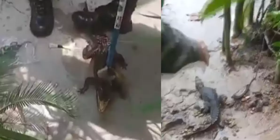 Jacaré é resgatado após quase um ano criado em cativeiro no Pará