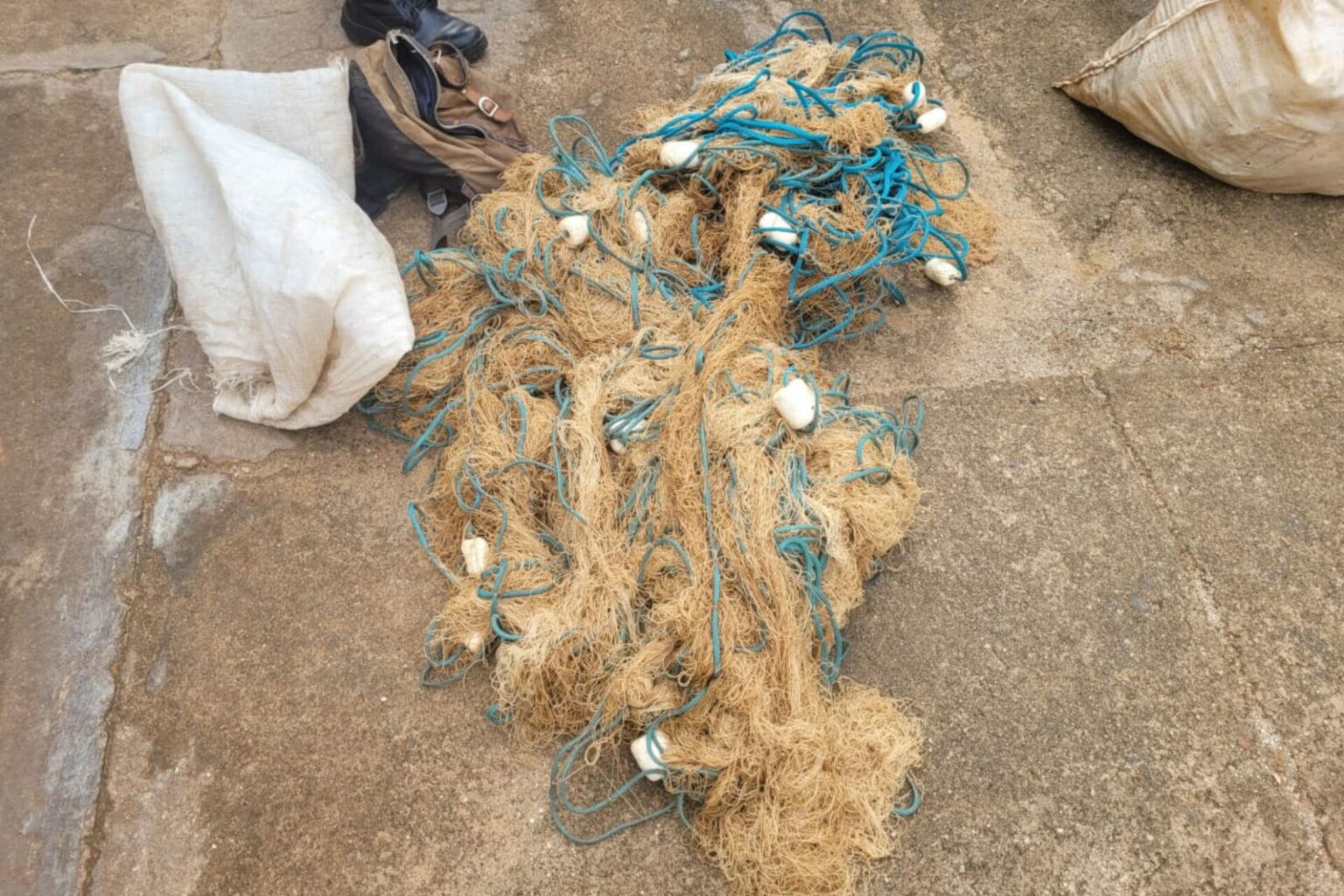 PM apreende mais de 100 animais silvestres no Pará