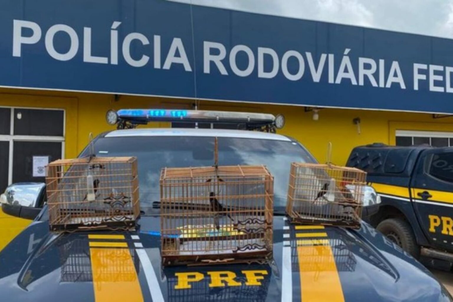 PRF apreende três aves em Itaituba