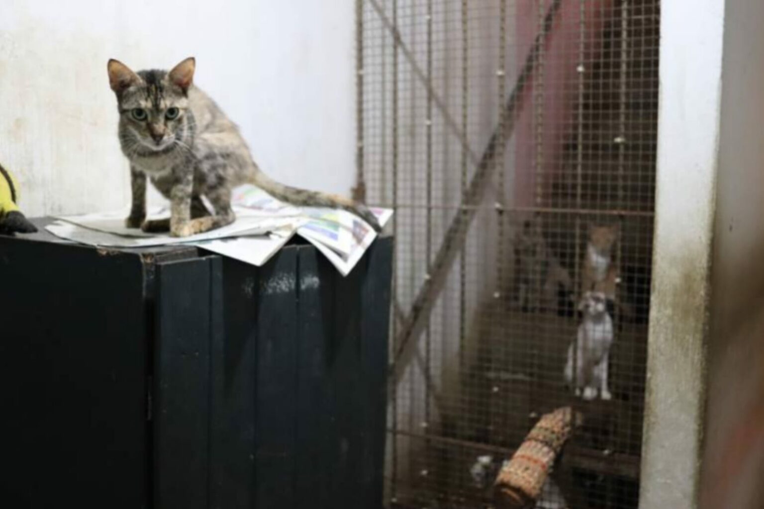 Polícia Civil apura denúncias de maus-tratos contra animais no Pará