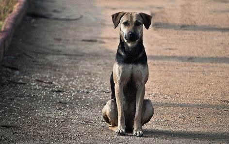 Projeto de lei propõe multa a motoristas que atropelam animais