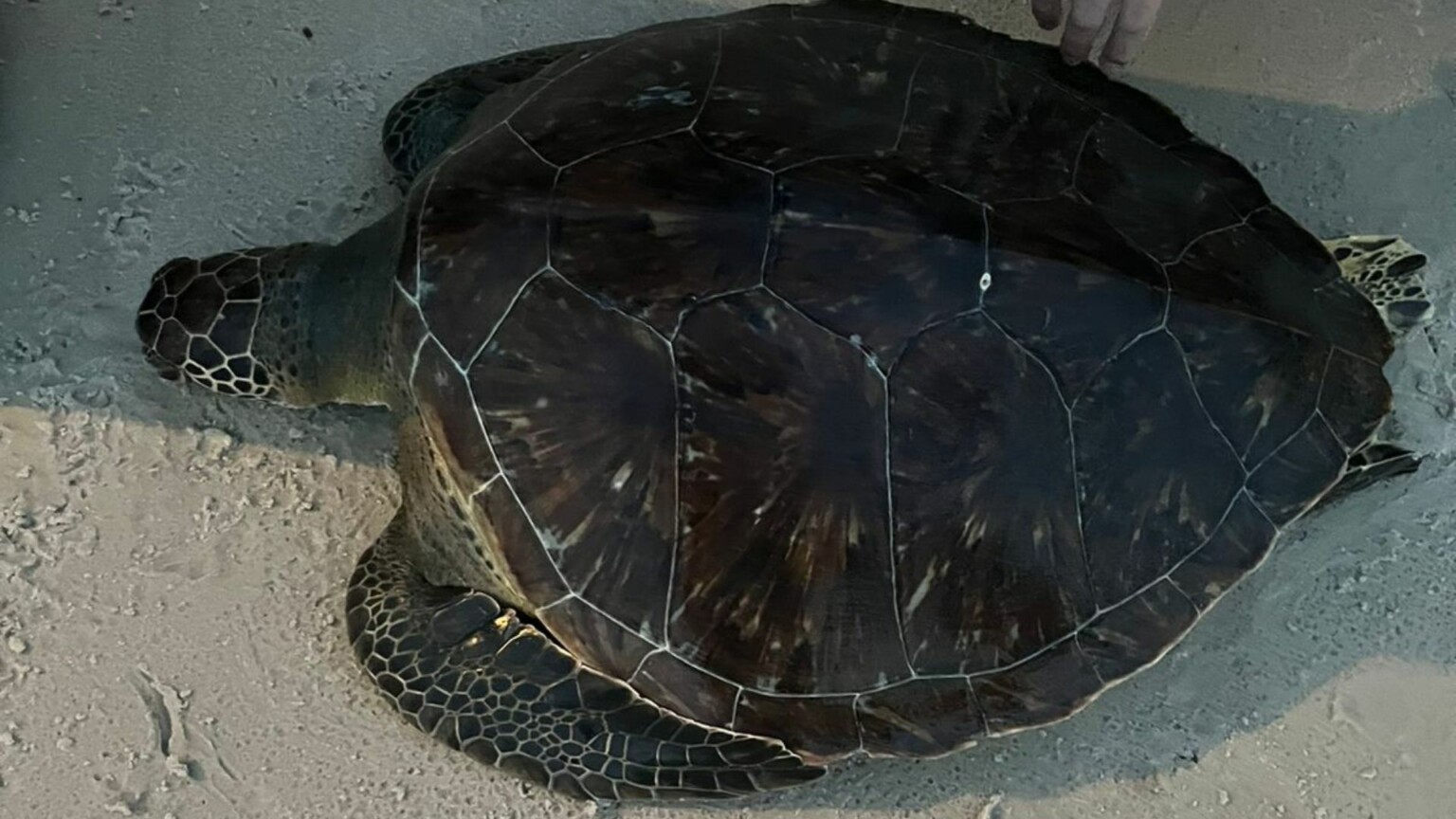 Vídeo: banhistas encontram tartaruga marinha morta em praia no Pará