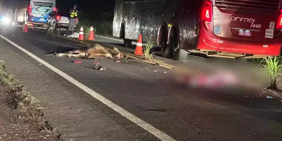 Casal morre atropelado por caminhão após moto colidir com bezerro em rodovia
