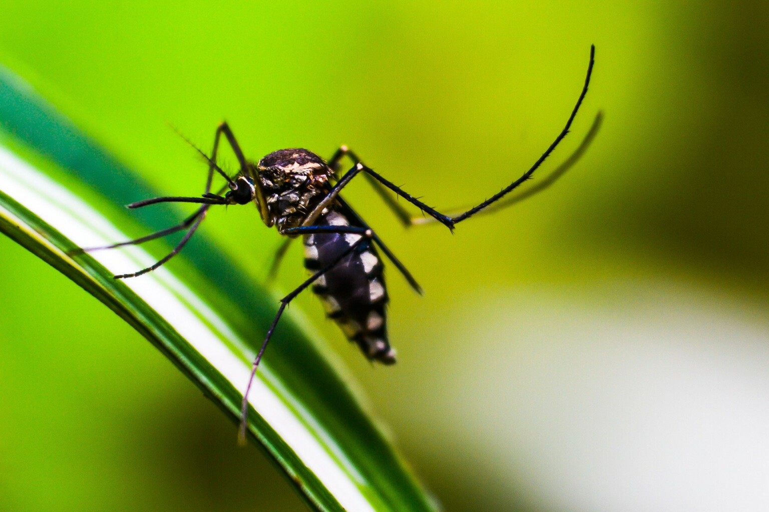 Distrito Federal pede ajuda do Exército no combate a dengue