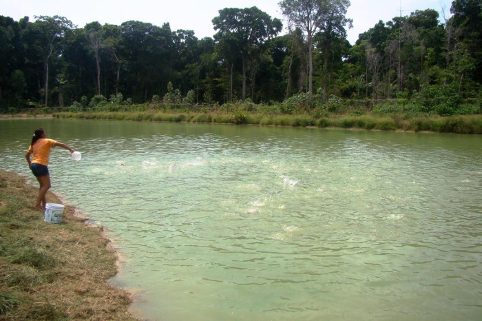 No Pará, 18 espécies de peixe estão com a pesca proibida
