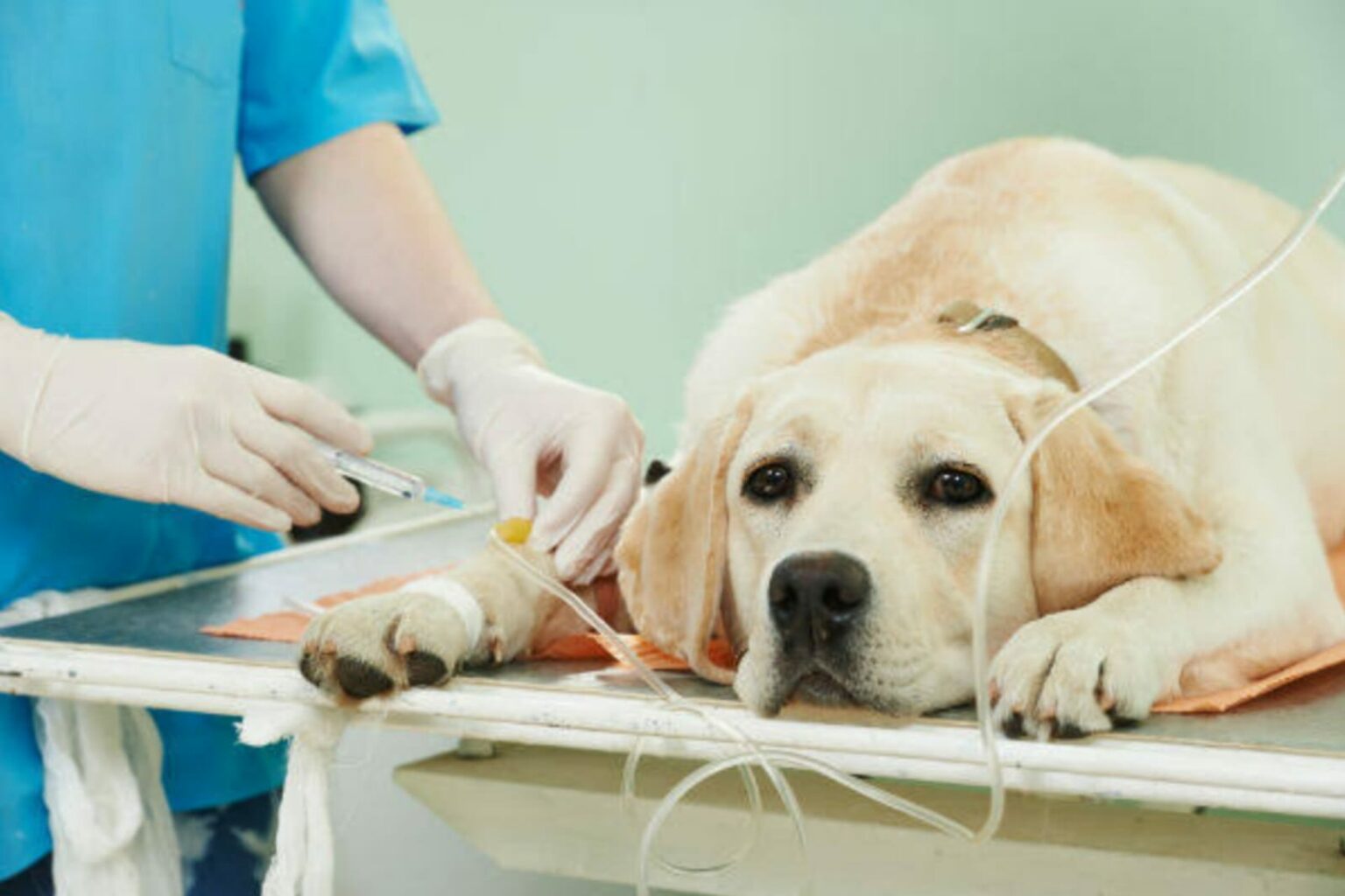CCZ divulga agendamento para castração de cães e gatos em Marabá