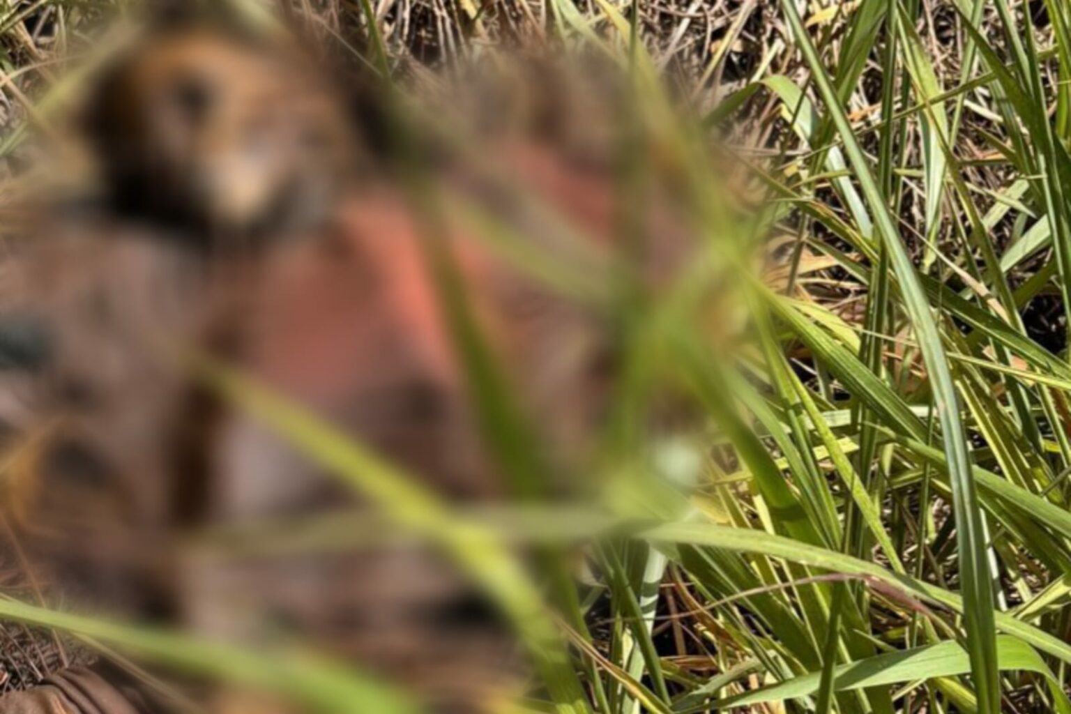 Ossada humana é encontrada em área de mata em Canaã dos Carajás
