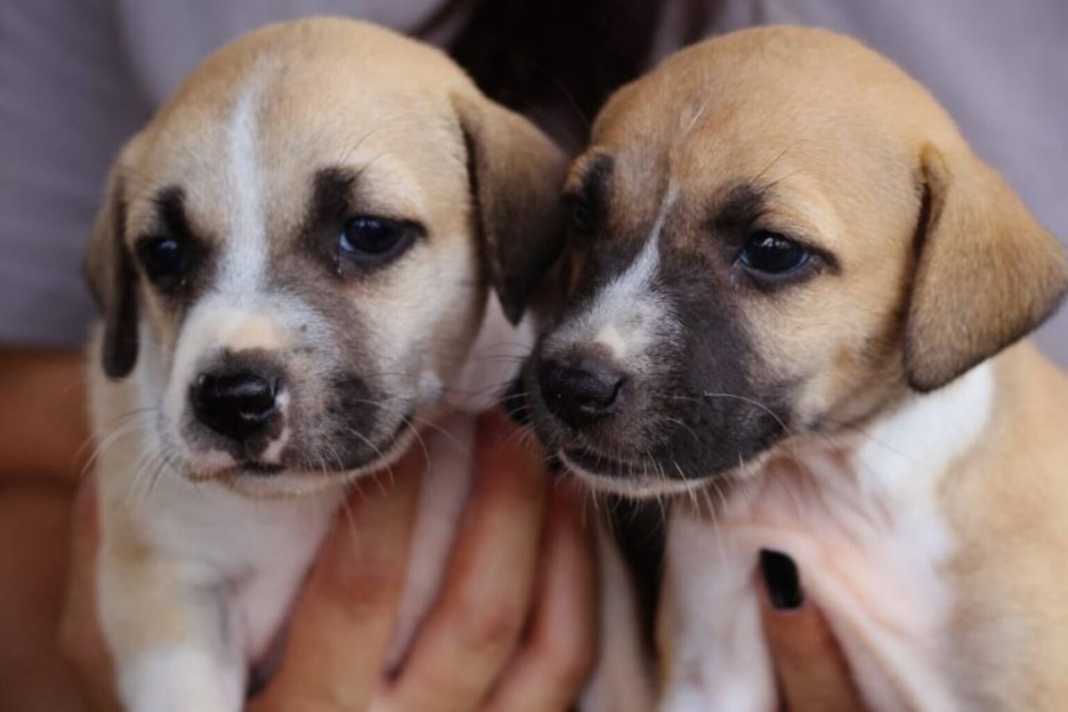 Centro de Zoonoses de Marabá disponibiliza animais para adoção