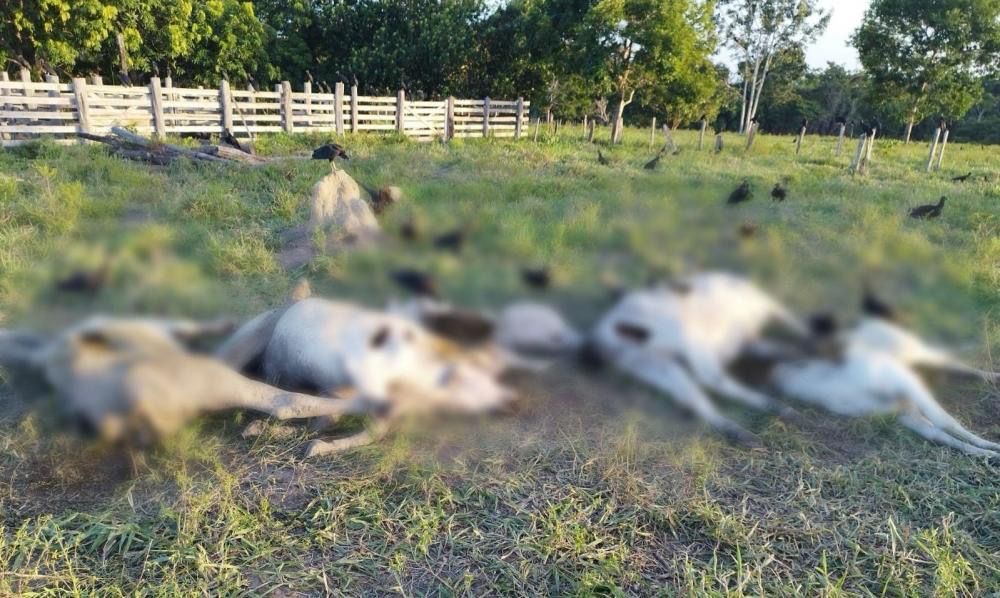 Polícia prende um integrante de quadrilha que furtou mais de 20 cabeças de gado em Altamira