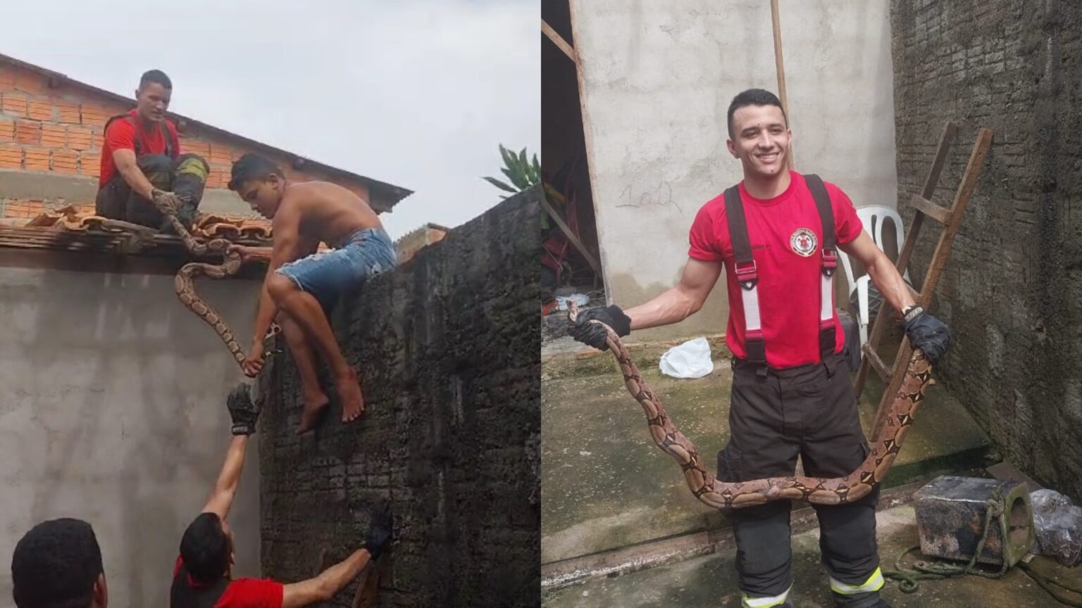Vídeo: Bombeiros resgatam jiboia com ajuda de jovem na Folha 33, em Marabá