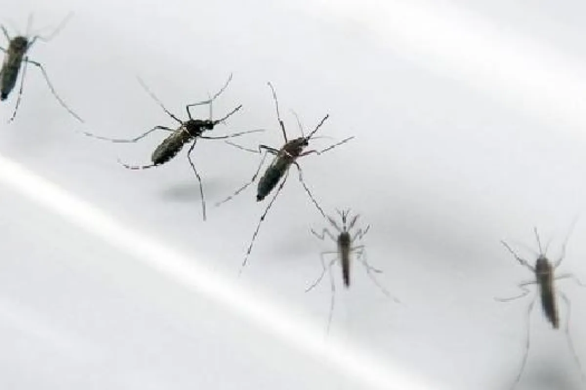 Com recorde de casos, Rio enfrenta epidemia de dengue