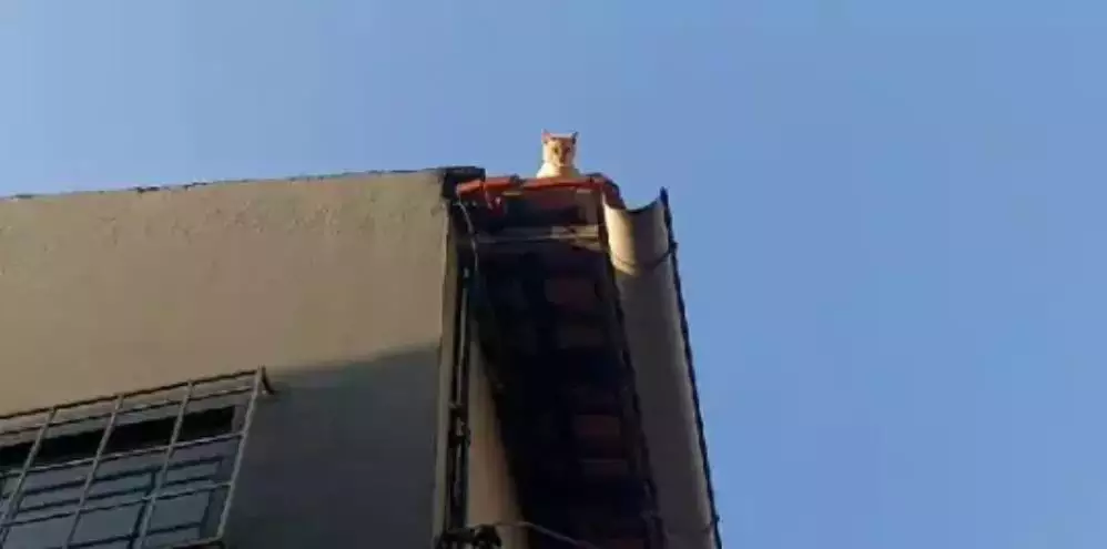 Gato preso dentro de residência desocupada mobiliza bombeiros no Pará