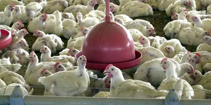 China retira tarifa de exportação sobre frangos brasileiros; entenda