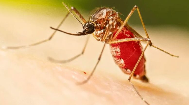 Pará registra 4 mortes por malária; dez cidades concentram 95% dos casos da doença