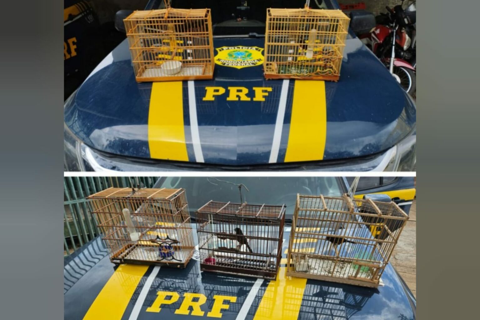 PRF resgata cinco aves silvestres em Marabá