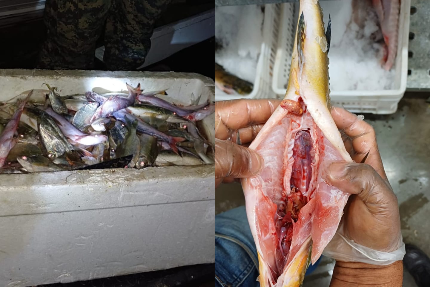Semma apreende pescado irregular em supermercado de Marabá