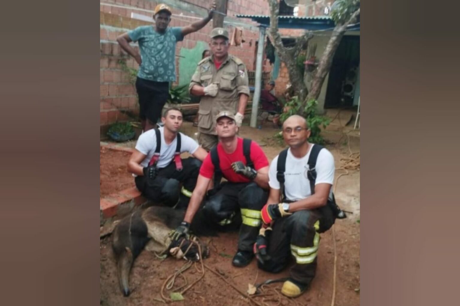 Bombeiros resgatam tamanduá-bandeira em Tucuruí