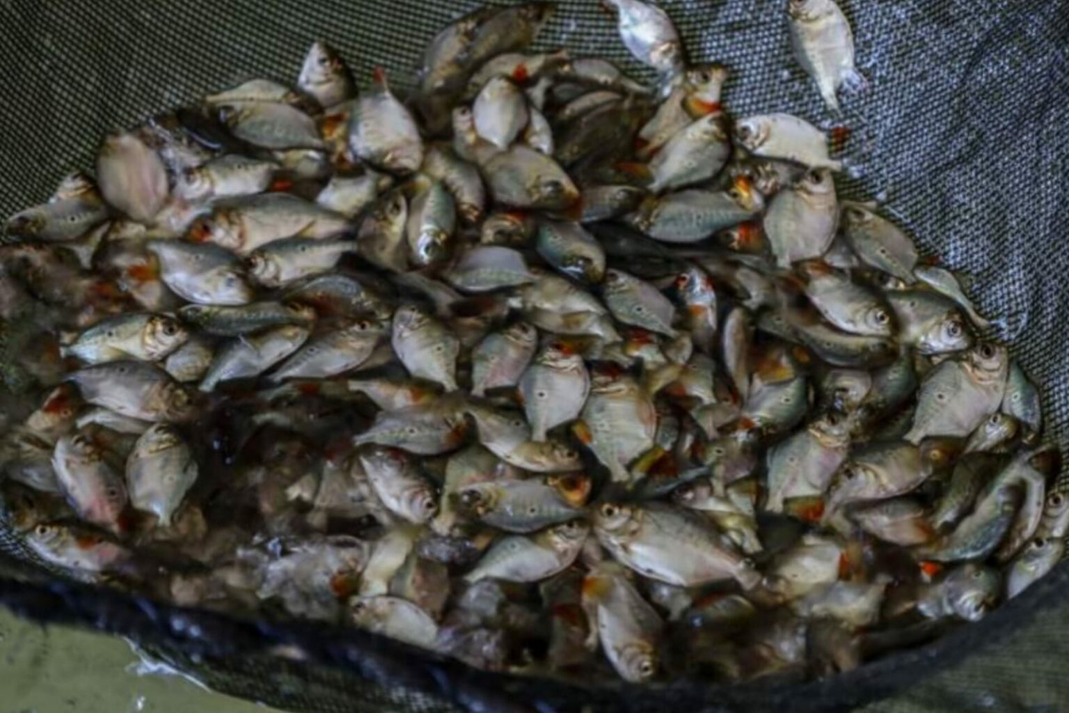 Semas alerta sobre o período de defeso e prevenção à pesca predatória