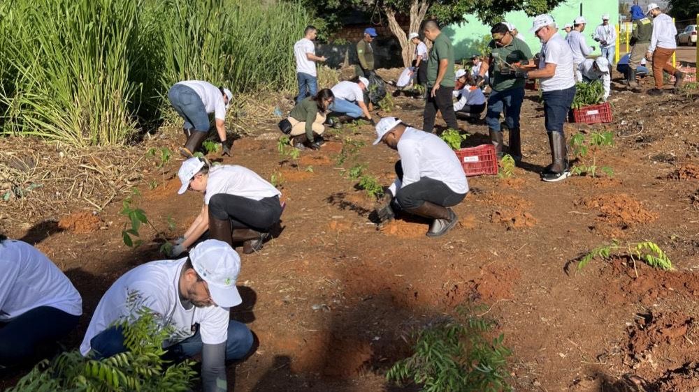 Mais de 400 árvores nativas são plantadas em ação voluntária em Altamira
