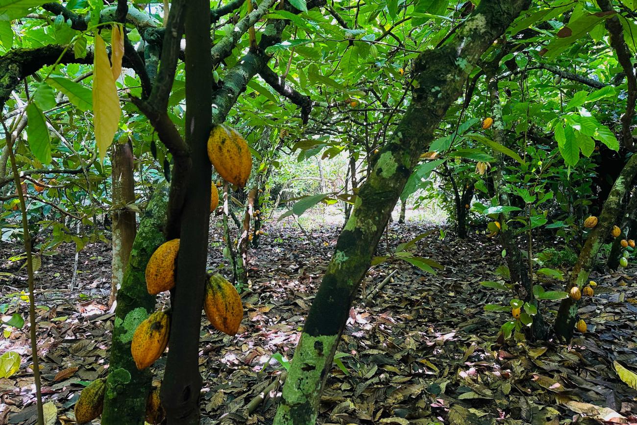 Governo realiza “Dia de Campo” com produtores de cacau em São Geraldo do Araguaia