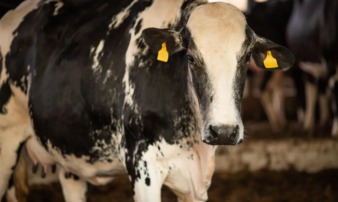 Pará antecipa última campanha de vacinação contra a febre aftosa