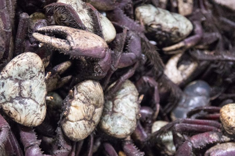 Último período do defeso do caranguejo-uçá se estende até este sábado no Pará