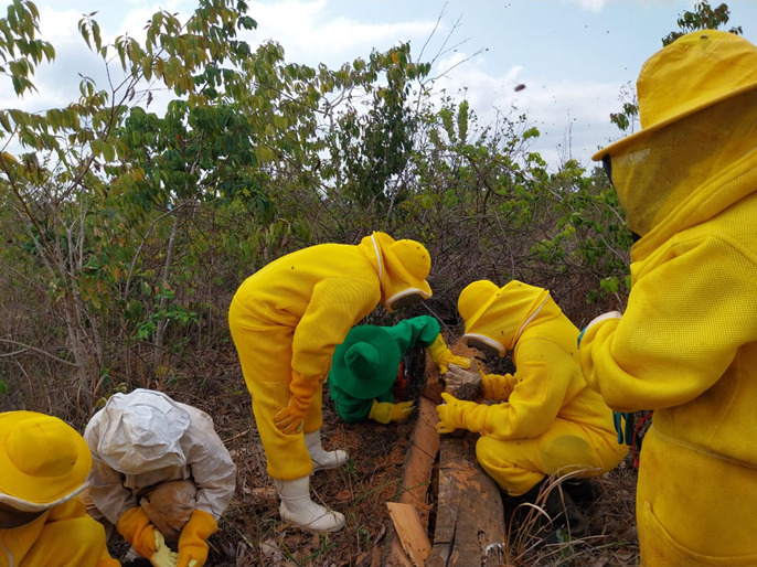 Iniciativa impulsiona o desenvolvimento sustentável do sudeste paraense