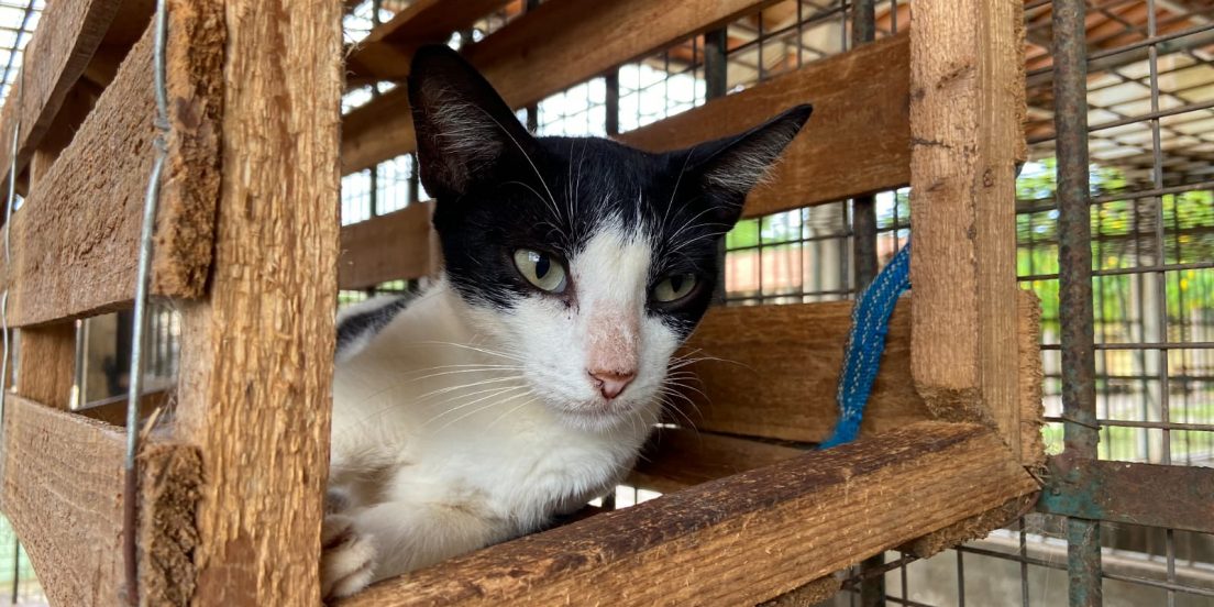 Centro de Zoonoses disponibiliza animais para adoção em Marabá
